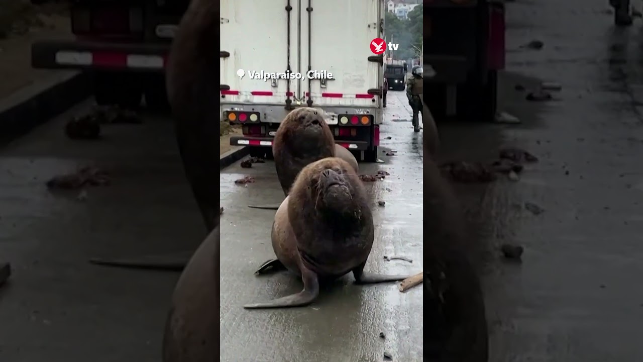 Sea lions stroll on street during fishermen protest #shorts