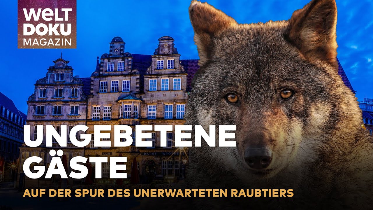 STADTALARM - WOLF IM WOHNGEBIET: Die Jagd nach unerwarteten Stadtbewohner | WELT Doku Magazin