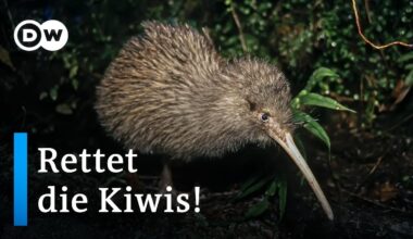 Kann Neuseeland die Kiwis vor dem Aussterben retten? | DW Reporter