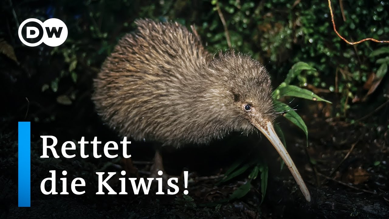 Kann Neuseeland die Kiwis vor dem Aussterben retten? | DW Reporter