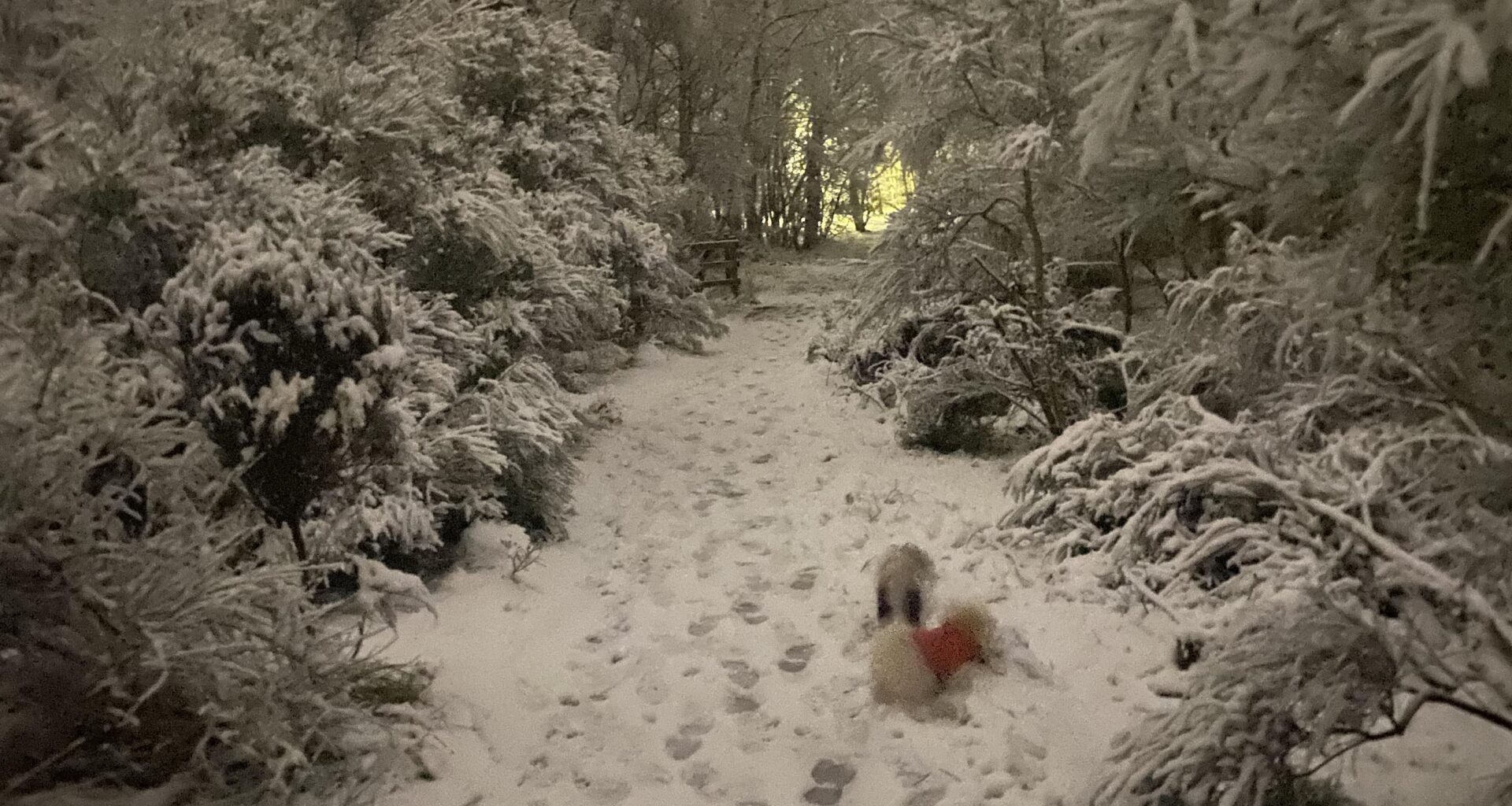 White Christmas here!
