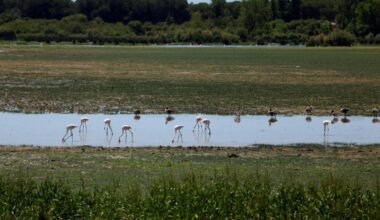 Doñana, expulsada de la Lista Verde del organismo ambiental más grande del mundo