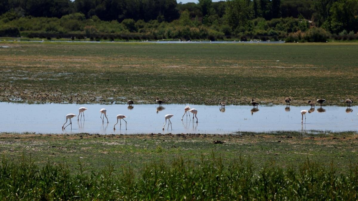Doñana, expulsada de la Lista Verde del organismo ambiental más grande del mundo