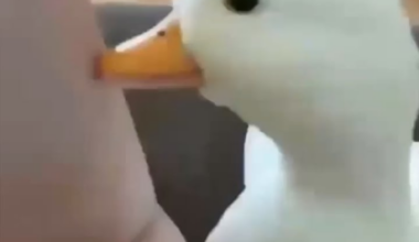 Duck has scary laugh discovered!