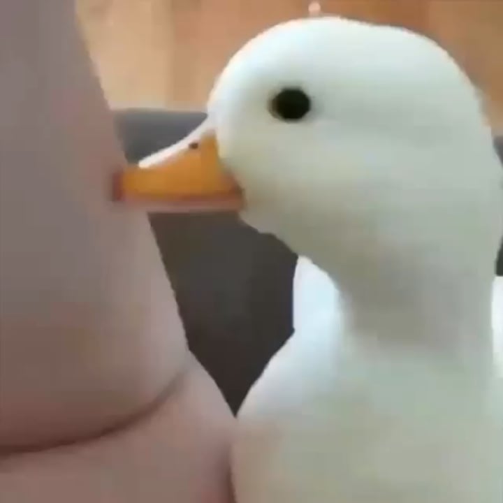 Duck has scary laugh discovered!