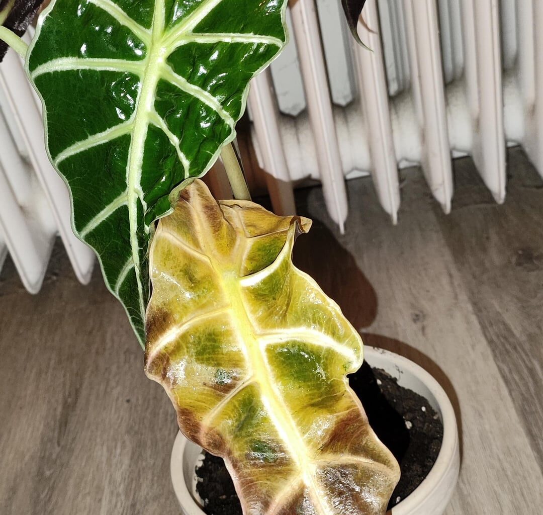 Alocasia (Braunes Blatt)