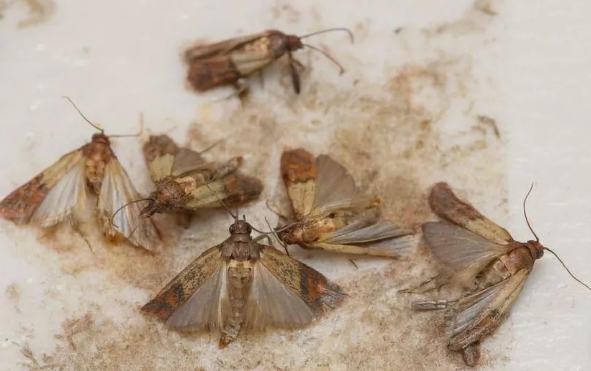 Never had so much protein from ready made stuffing