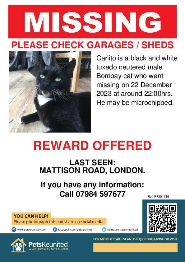 Missing cat N4
