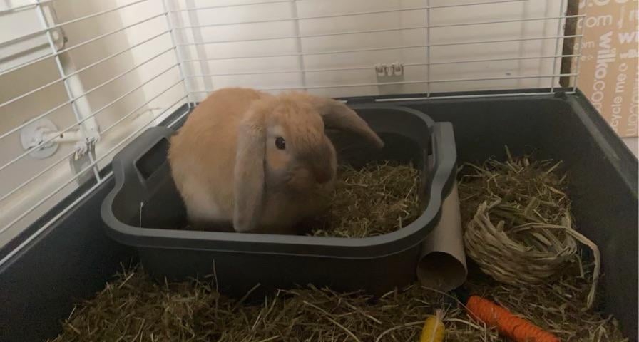 Missing rabbit