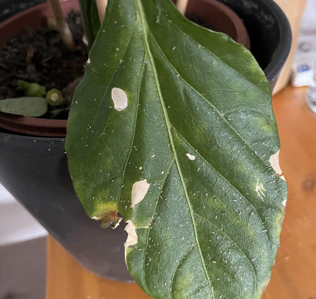 Chili hat kleine weiße Läuse? Was kann ich dagegen machen?