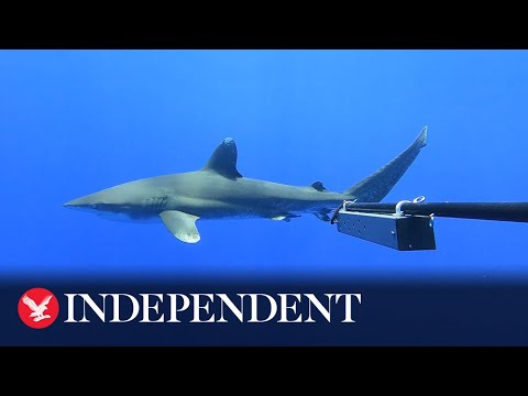 Rare glimpse of critically endangered oceanic whitetip shark captured on camera