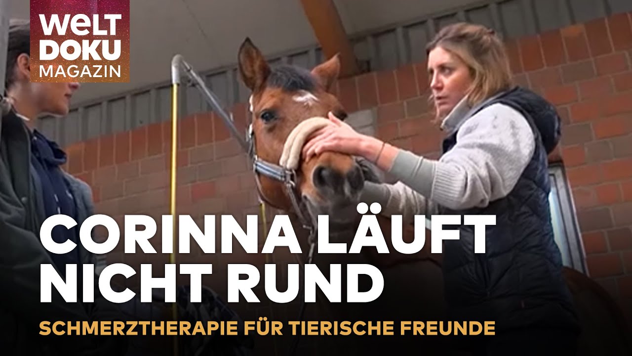 CHIROPRAKTIK & AKUPUNKTUR: Tierärztin revolutioniert alternative Behandlungen | WELT Doku Magazin