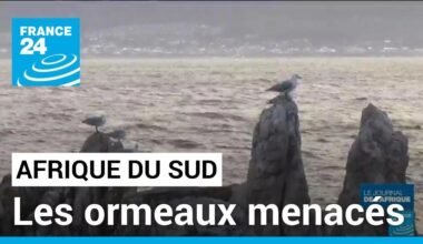 En Afrique du Sud, la survie de l'ormeau est menacée par le braconnage • FRANCE 24