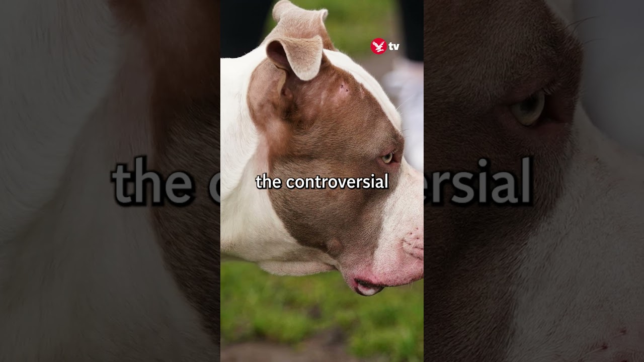 What is the XL bully dog ban? #shorts #news #politics #animals #dog