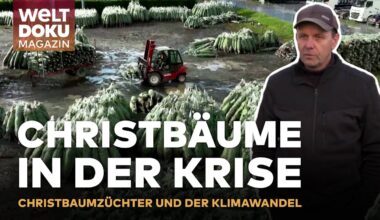 OH TANNENBAUM! Die Hauptstadt der Christbäume im Kampf gegen den Klimawandel | WELT DOKU Magazin