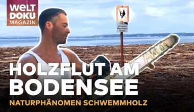 HOLZFLUT AM BODENSEE: Vom Unwetter zur Chance - Bürger packen bei Holzbergung an | WELT Magazin Doku