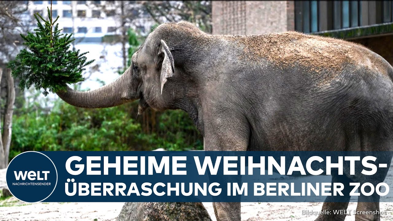 BERLIN: Nach dem Fest - Zoo überrascht die Tiere! Was ihnen solch eine Freude bereitet hat | WELT