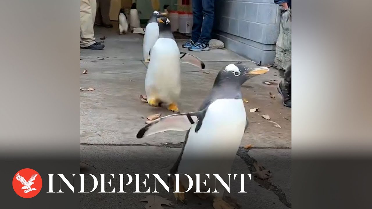 Penguins march in adorable 'parade' at Pittsburgh Zoo and Aquarium