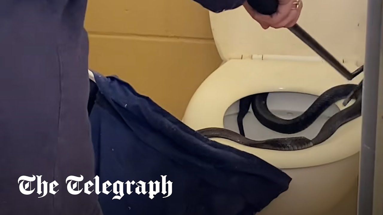 Moment venomous snake found in toilet in Australia