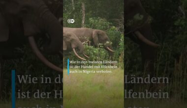Elfenbein im Wert von 10 Millionen Euro vernichtet | DW Nachrichten