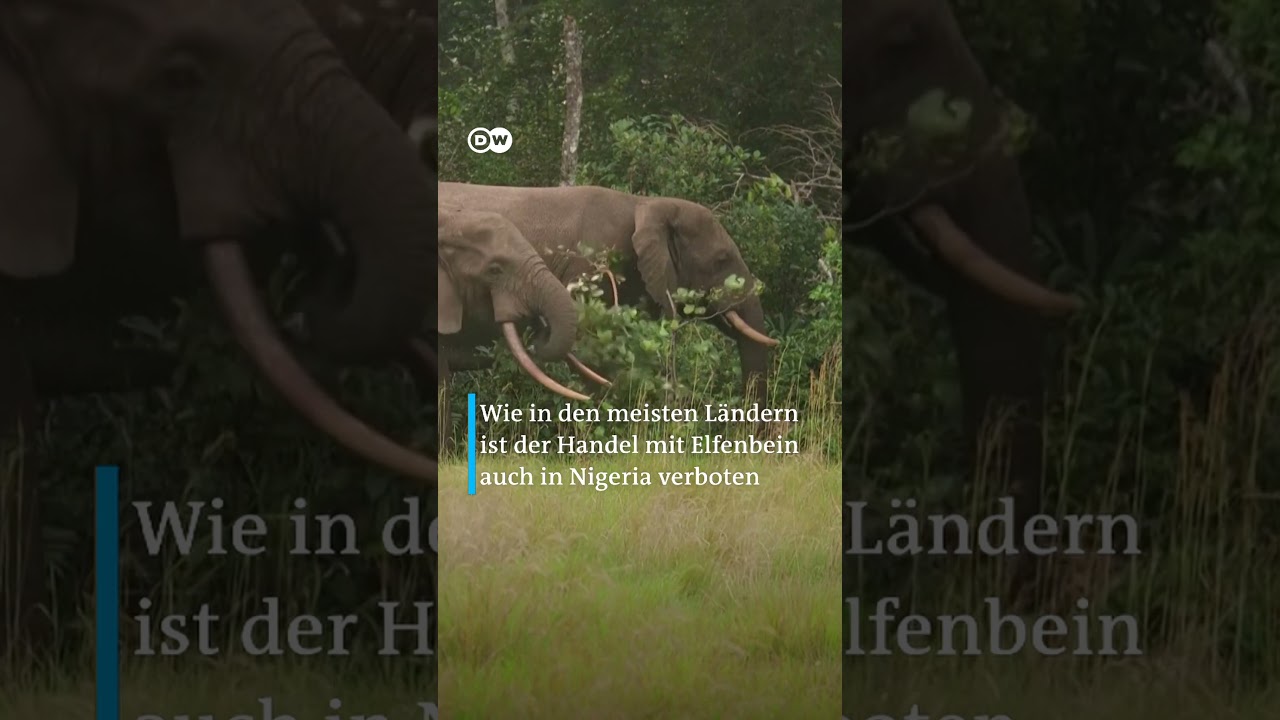 Elfenbein im Wert von 10 Millionen Euro vernichtet | DW Nachrichten
