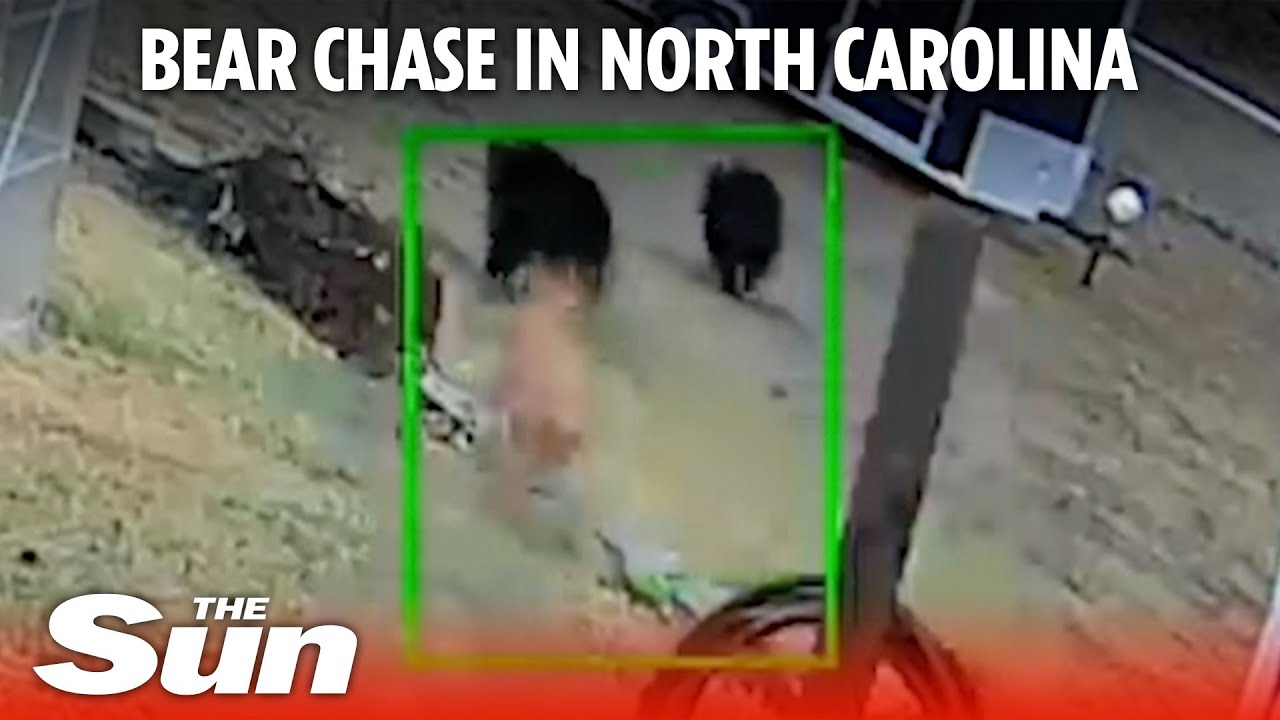Shocking moment 20-pound dog chases three bears away