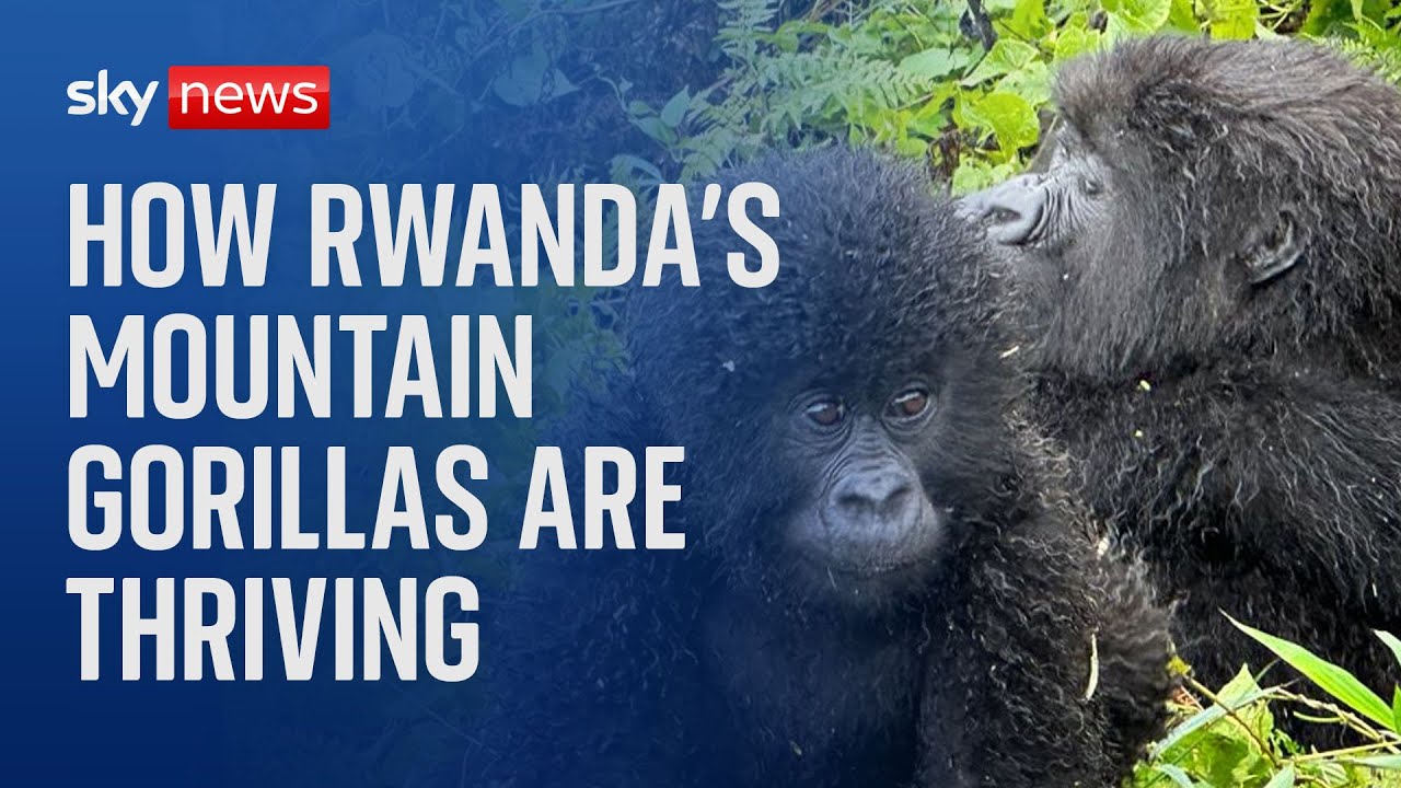 Rwanda: How mountain gorillas have prospered in times of peace