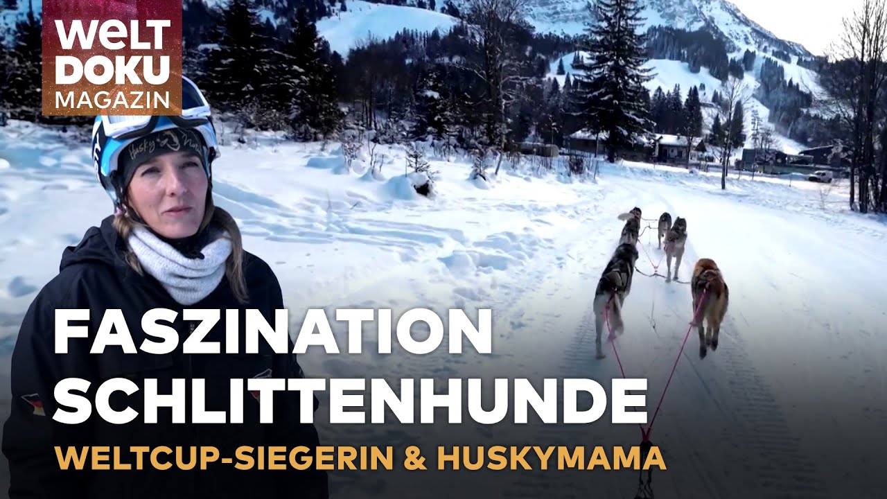 HUNDESCHLITTENRENNEN - Mehr als ein Sport: Leidenschaft und Einsatz beim Training mit Huskys