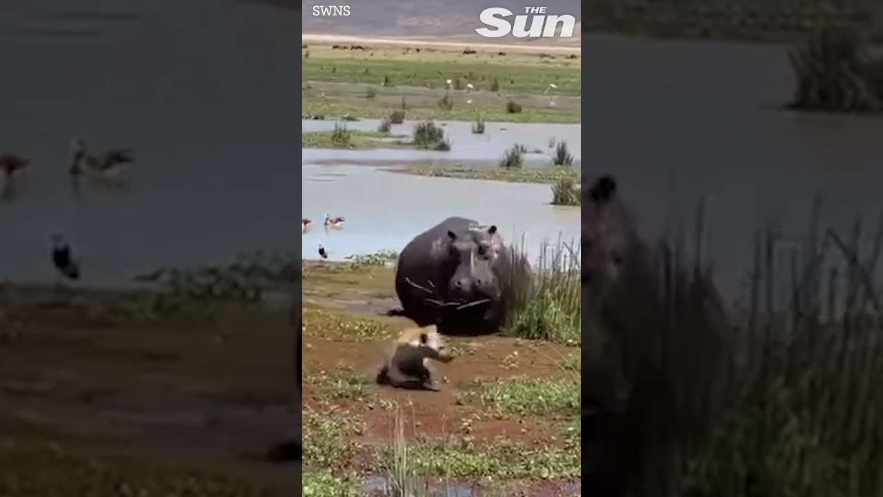 VERY lucky hyena escapes jaws of angry hippo