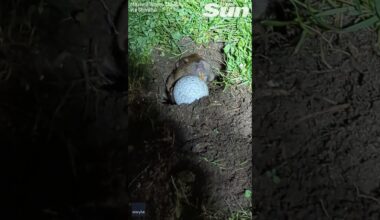'Real life Caddyshack,' Moment gopher pushes golf ball back up hole