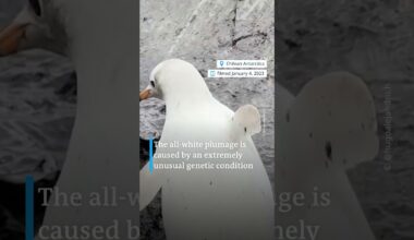 Rare white penguin spotted in the Antarctic | DW News