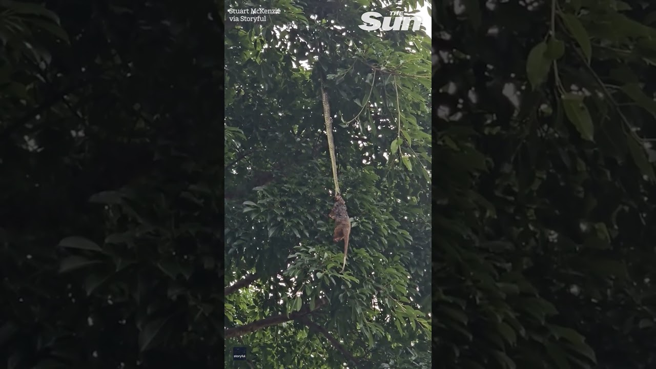 Python filmed dragging possum prey up tree in Australia #shorts