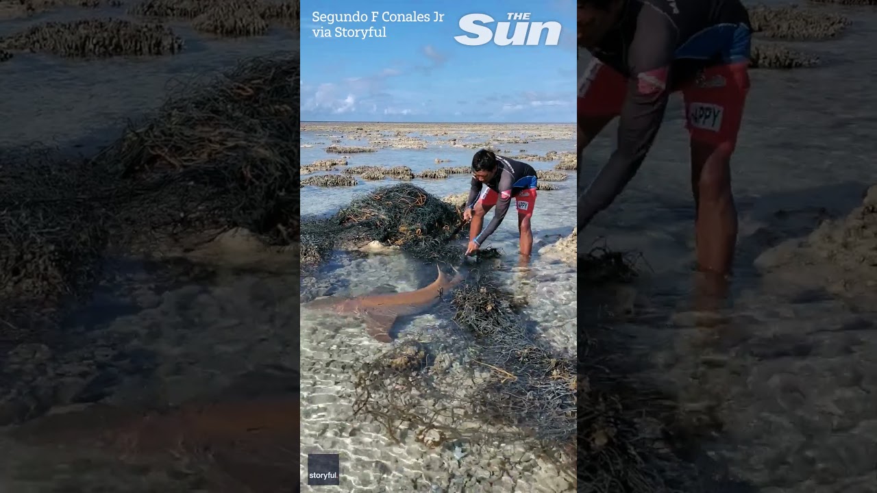 Shark rescued from fishing net 'death trap' just in time