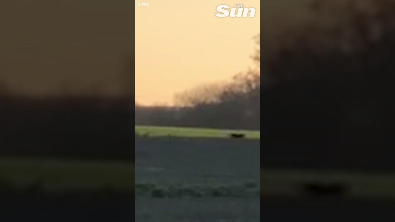 Mysterious 'Big Cat' spotted in British field