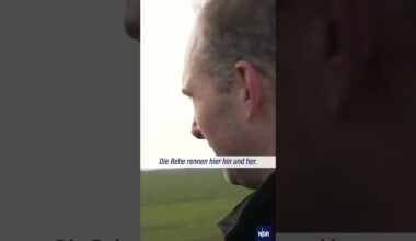 Extremes Hochwasser in Niedersachsen: Angst um die Rehe #ndrdoku