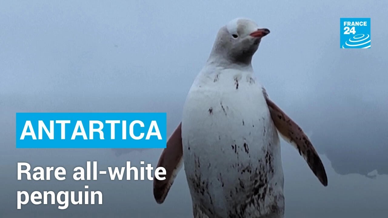 Rare all-white penguin spotted in Antarctica • FRANCE 24 English
