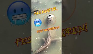 USA KÄLTESCHOCK 🥶 Alligatoren im Eis eingefroren! #shorts