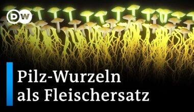Vegetarische Alternative: Myzel auf dem Speisezettel | DW Nachrichten