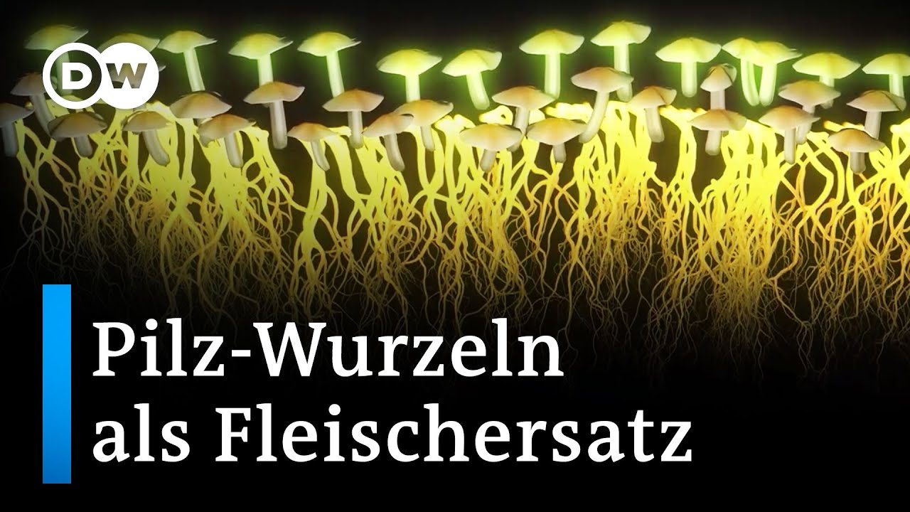Vegetarische Alternative: Myzel auf dem Speisezettel | DW Nachrichten