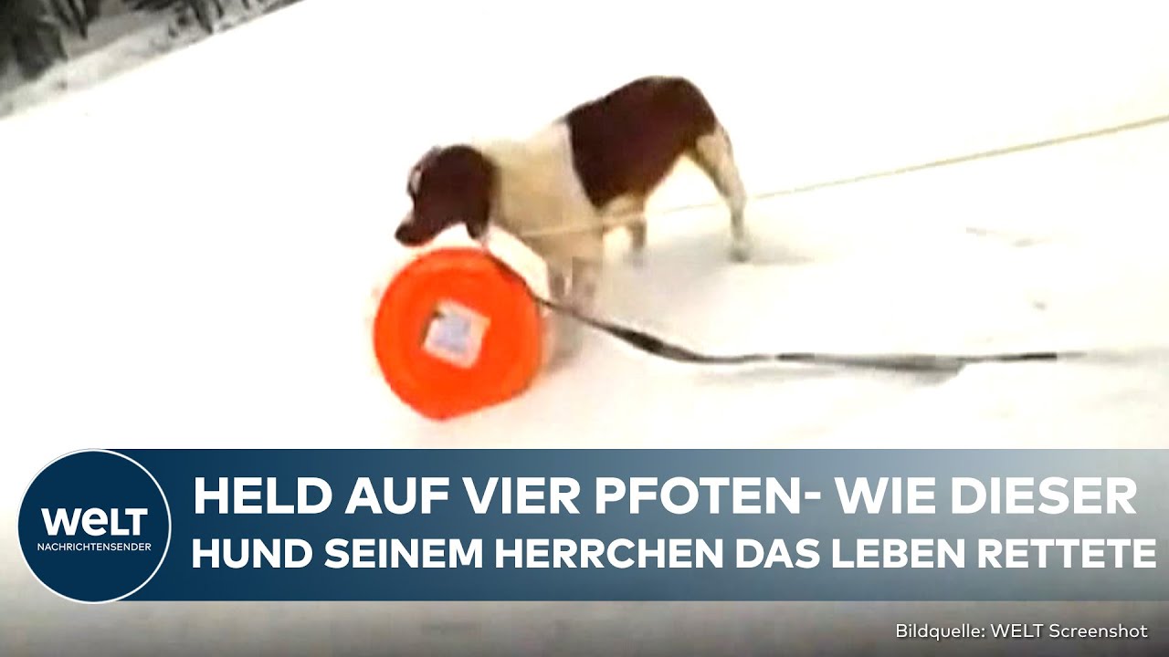 USA: Wie dieser Hund in Michigan ein Menschenleben rettete! Tierischer Lebensretter in Aktion