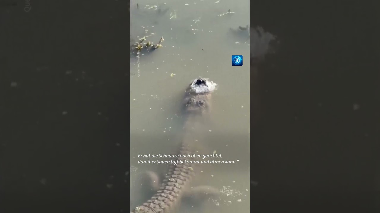 Eingefrorene Alligatoren #alligator #eis #tagesschau #usa