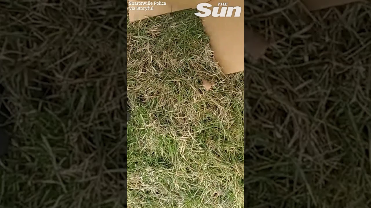 Police officers capture hawk with cardboard box in rescue attempt