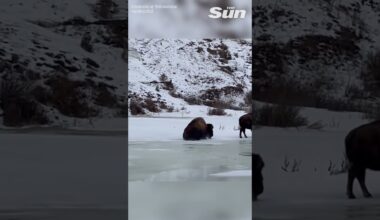 Bison slips and slides on frozen creek at Yellowstone National Park 🐃❄️ #shorts