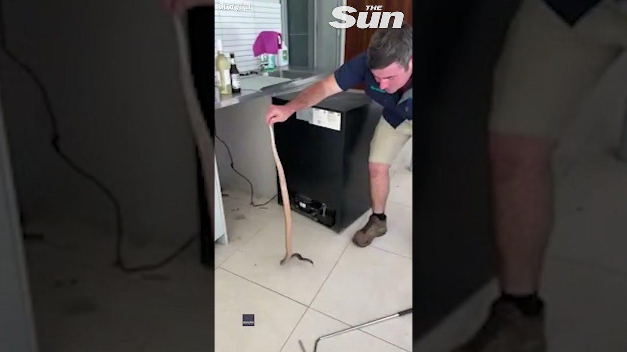 Venomous snake goes CRAZY when pulled out from behind oven