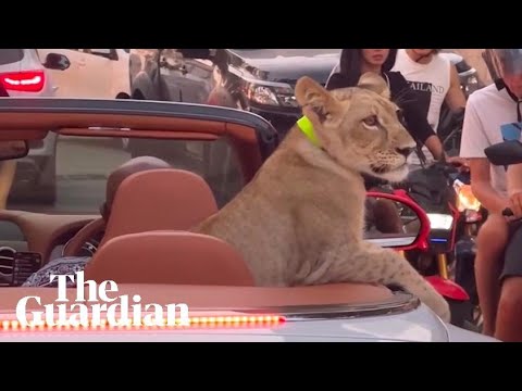 Video shows lion cub riding around Thai resort town in Bentley