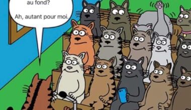 Chat alors !