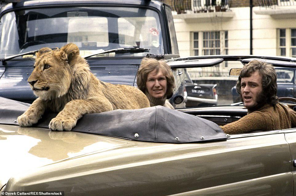 Taking the pet lion for a drive, London, 1969