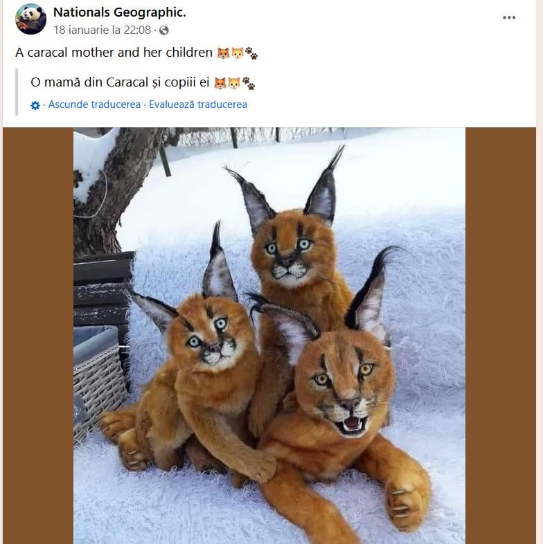 O mamă din Caracal și copiii ei (traducere automată)