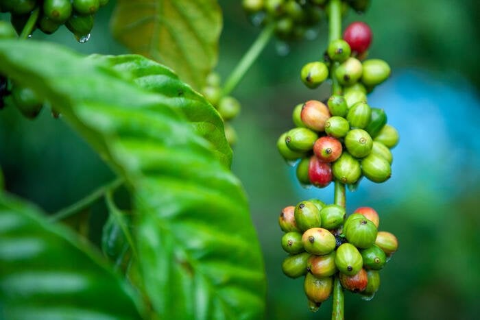 Ricostruita in Italia la più completa mappa genetica del caffè Arabica, la specie responsabile di oltre il 60% della produzione globale di caffè