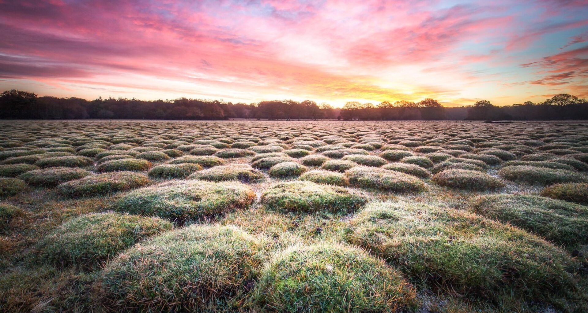 Balmer Lawn, The New Forest